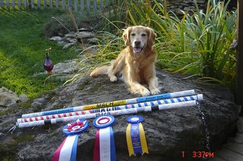 MACH3 achieved on 10/17/08 at the Kansas City Golden Retriever Club show in Lawrence KS
