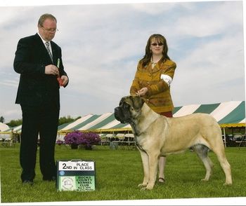 2nd place in Bred By Exhibitor bitches under Bas Bosch
