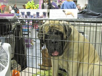 In his crate prior to judging.
