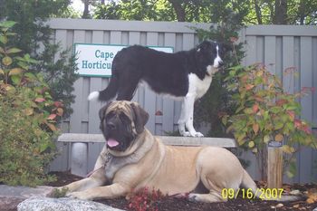 Patience and her friend, Monty...posing for some adoring onlookers at the show grounds of the Cape Cod Kennel Club Cranberry Cluster Sept. 2007.
