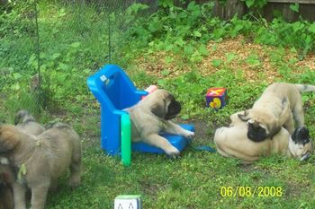 Puppies dealing with obstacles ( Lime girl in chair)

