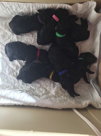 Only 4 days old all 8 pups
