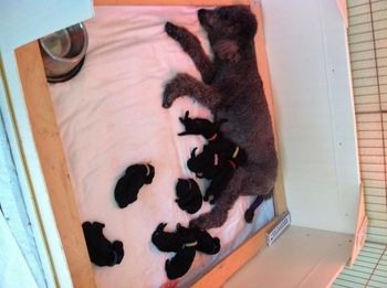 This is Cara Mommy with her litter mates
