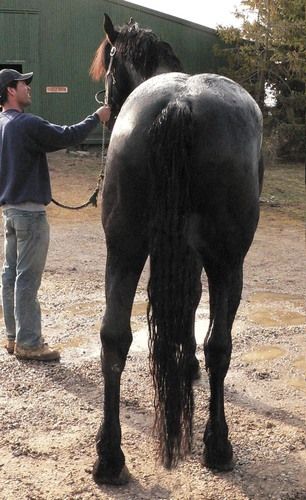 Hind end, he's twisting a little, but he's very straight and symmetrical. Great heart shaped butt! AWSOME tail.
