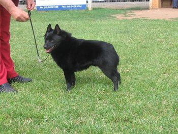 Captain is one of the youngest to gain his Grand in Australia on the 13/06/2009 at just 2years & 6 months Captain gained this at Swan Hill/ Lake Boga Judge : Mrs K Klap (TAS) With a Runner Up In Group. Well Done Captain

