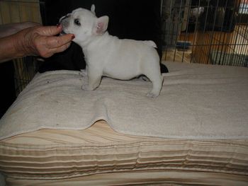 We are keeping this cream male by Dash x Nikki. His name is "Mr. Dandy", and that he truly is!!
