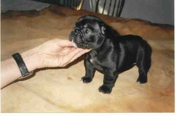 CH. MON PETIT CHOU BING BANG BOOM "Boomer" at 6 weeks old. He always was the perfect picture. Gorgeous puppy!!!!!
