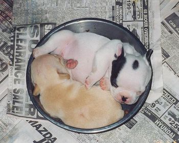 Little pied girl and sister Cynthia fast asleep in their food dish.
