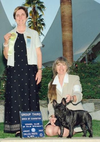"DELI" Shown winning a Group 3 in the BBE groups at the Kennel Club of Palm Springs show.
