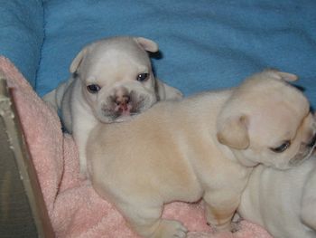 The two boys in the Dash x Nikki litter at 3 wks old
