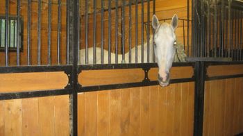 Jolly in her new stall
