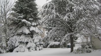 Snow laden branches

