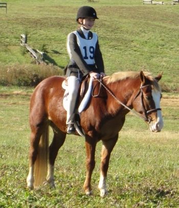 Leo the Lion has been sold to a family in VA to hilltop with his new 8-yr old rider. Many thanks.
