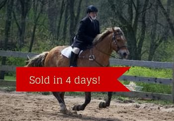Scout sold in 4 days on your site.  Thanks for helping a dream come true
