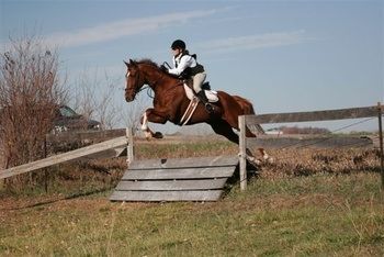 Can you please mark Tally Ho (Ronnie) as sold.

He has been sold to the Radnor Hunt in Pennsylvania as a staff horse.

Sold in less than three weeks.
