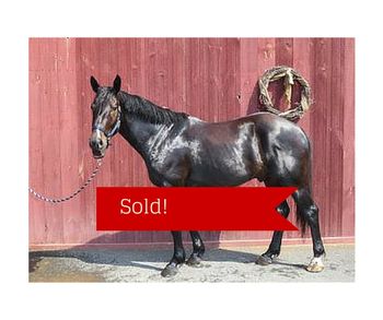 Zeke has sold and will be hunting with a Palm Beach Hounds. Congrats to all parties
