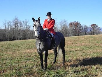 7yr . 17'3 hand . Perch./TB . cross . Gelding . $10,500.00.....Please mark Limmerick, sold using your site!!! Thank you!!! Many Blessings, Erin Gambrell
