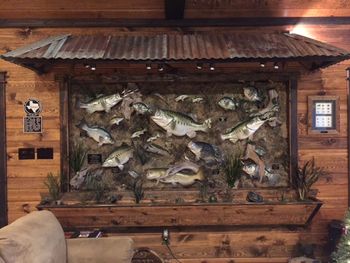 Fish Scene on display @ Sun Rise Lodge in Alba, Tx.
