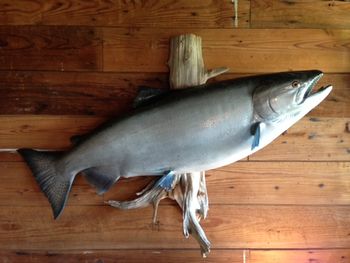 King Salmon Replica Female
