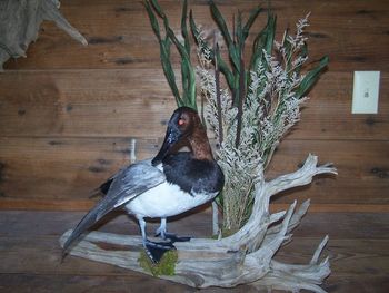 Canvasback with wing out
