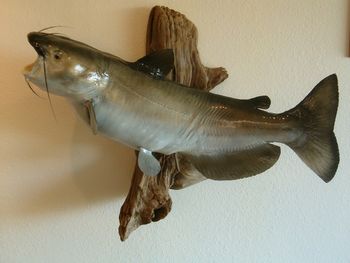 Channel Catfish Replica w/ Driftwood
