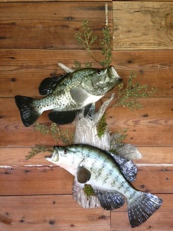 Black and White Crappie Replica Pair
