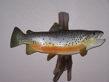 Brown Trout Replica w/ Driftwood
