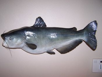 Blue Catfish Replica
