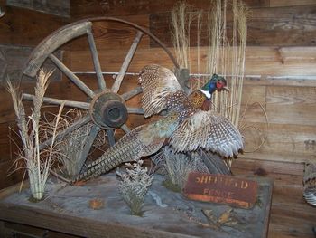 Wagon wheel scene with pheasant
