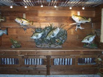 Shop Photo of Fish Replicas

