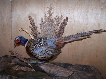 Pheasant Squatting w/ Table Habitat
