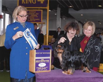 Ca Cambridge Rutledge awarded Best of Winners by Judge Beth Sweigart at the Westminister Kennel Club Dog show Feb 2017, NYC
