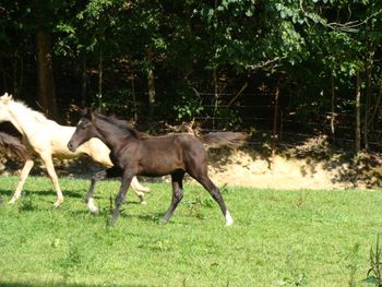 Mack's Orphan X Charger's Pushin Fame 9 2008 colt, Pushin Midnite Fame. Congrats to Angela and Cameron of Houston, TX!!
