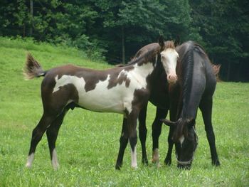 He's Ebony And Ivory X Copy's Of Pusher 2011 Colt SCF Pushin Moonlites Copy Congrats to Lyn Rickman of Lymington, ENGLAND on this outstanding colt!!!
