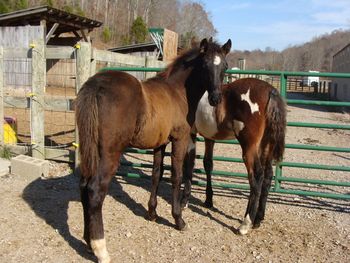 He's Ebony And Ivory X Reflection Of Red Mark 2010 Colt Pushing Moon Shadows Congrats to Israel Smith of London, KY on this nice colt.
