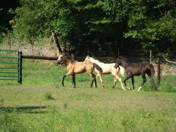 Midnight Gold, Ivory Delight, and Pushin Midnite Fame, July '08.
