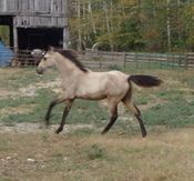 Skywalkers Ivory Find X Eb's Midnight Baby 2008 Filly, Skywalkers Midnight Gold Congrats, to Duane & Melanie DeLoach of Mooringsport, LA!
