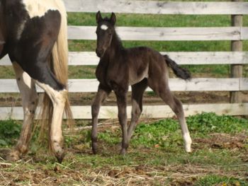 He's Ebony And Ivory X Cheema Missy (grade twh) Congrats to Bryan Creech of Cumberland, KY on this sweet, filly!
