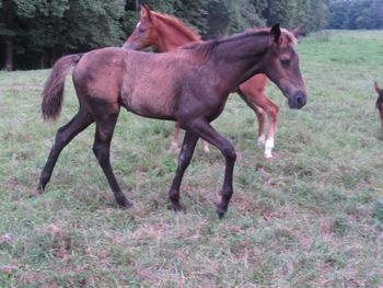 He's Ebony And Ivory X Copys Dream Come True 2018 Filly
