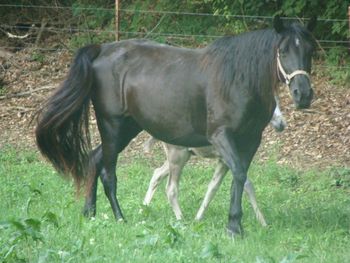 Joe's Annie
TWH
I raised a nice colt out of the Ray Corum lines (foundation lines) out of this mare. He is now standing in OH. A black sabino, SCF Merry Boy's Bold Sun
