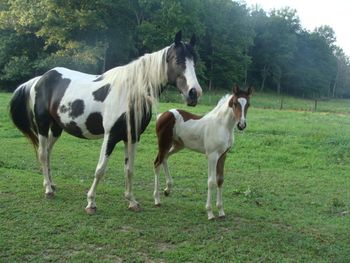 Dam: TWH mare Filly 2011
