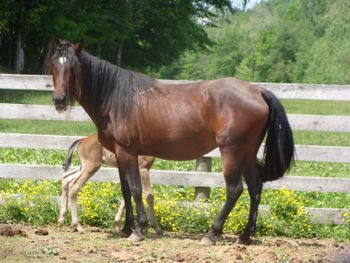 Brooke's Princess aka Brooke
TWH #20101591
I raised this mare too, sold her as a yearling and got her back later, she raised a few beautiful foals.
Her son by Slim,  is standing in IL.
