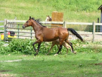 Threat's Southern Dream aka Belle.
TWH
Congrats to Jason and Sondra Gregory of Monticello, KY, on the purchase of this fine mare, bred and raised by Stoner Creek Farm. They raised some really nice mule babies with her. I ended up buying her back.. :)
