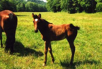 Brooke's Prince X Pride's Stroke Of Midnite 2001 Filly, Brooke's Princess Tammy Hess, Campbellsville, KY
I got her back years later and raised a few colts and then sold her again. She has a black son standing in IL
