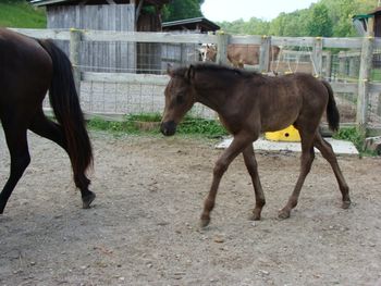 He's Ebony And Ivory X Joe's Annie, 2009 Colt, Moonlight's Ebony Touch, Congrats to Rebecca Palmer of Lenoir City, TN on the purchase of this really nice colt.
