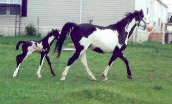 Moonlight Diablo, (Trace's dam), with full sibling.
