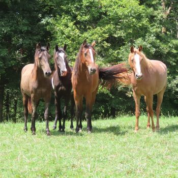 Yearling on left, rest are two yr olds, checking out the new two yr old.
