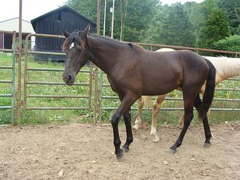 He's Ebony And Ivory X Reflection Of Red Mark 2009 filly, congrats Carolyn of Clay City, KY
