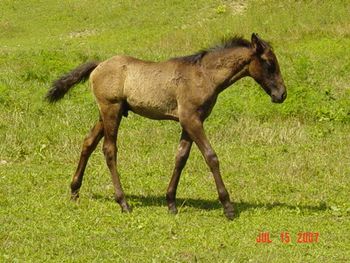 TWH stallion X Charger's Pushin Fame 9 2007 black colt. Not registered. Congrats to Ricky Rakes of Elk Horn, KY!
