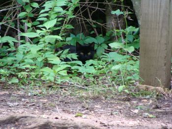 Black Panther hiding in the bushes!!

